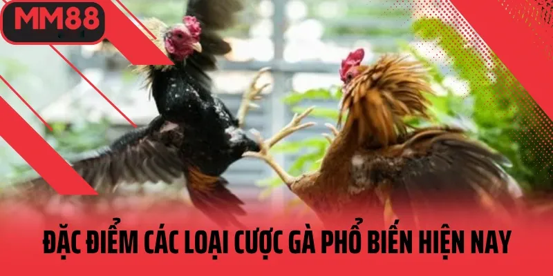 các loại hình cá cược gà hiện nay