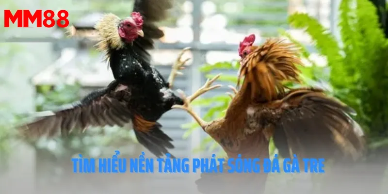 tìm hiểu các nền tảng phát sóng đá gà tre
