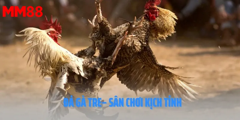 đá gà tre sân chơi kịch tính hấp dẫn
