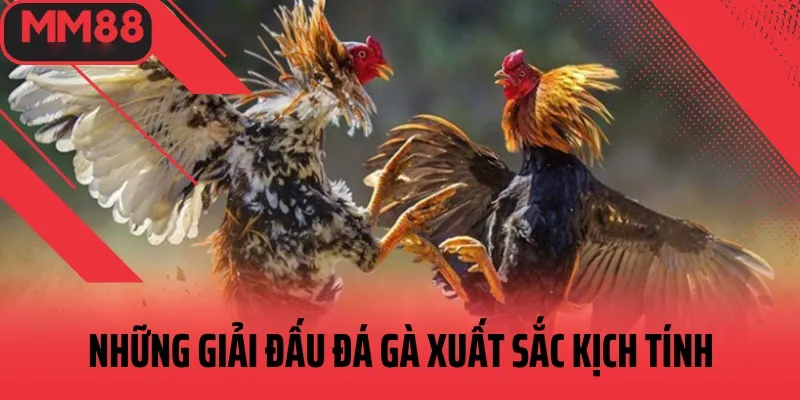 Những giải đấu gà kịch tính thưởng lớn
