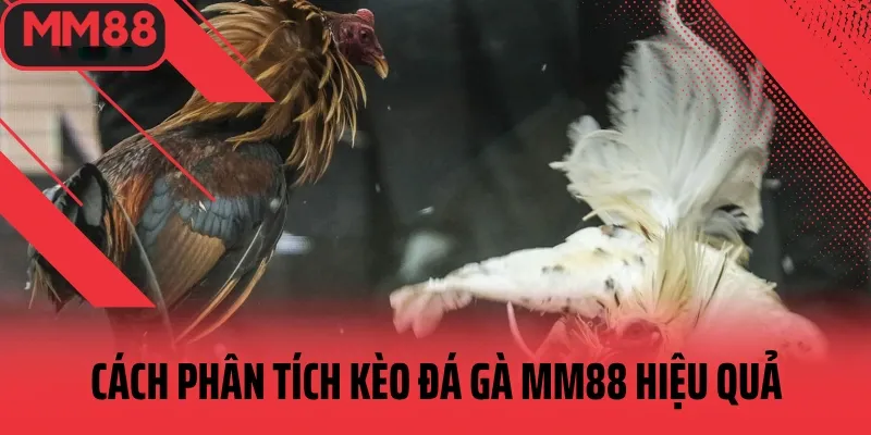 phân tích kèo đá gà mm88 cực chuẩn