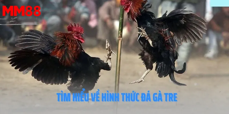 giới thiệu tổng quan về đá gà tre